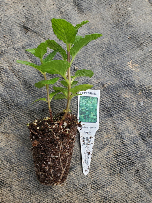 peppermint hanging plant Peppermint plant — Gingers greenhouse