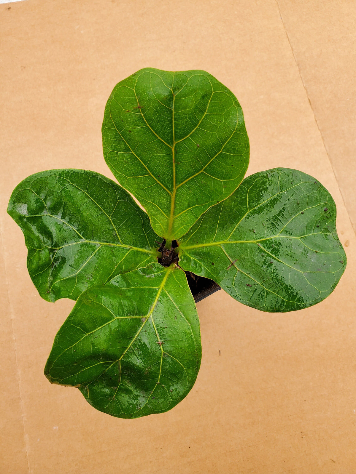 Ficus lyrata Little Sunshine — Gingers greenhouse