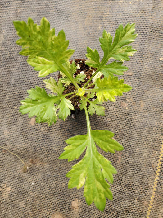 Artemisia oriental Limelight