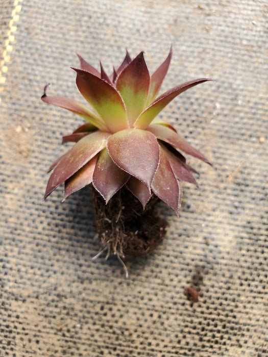 Sempervivum Supersemps Onyx