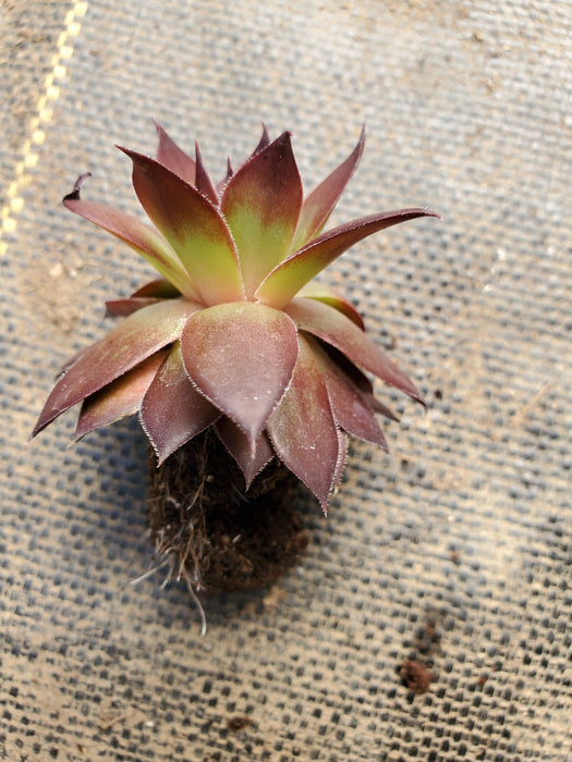 Sempervivum Supersemps Onyx